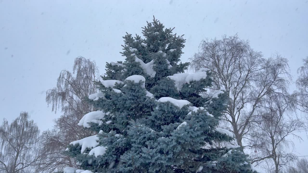 暴风雪中美丽的冷杉树视频素材