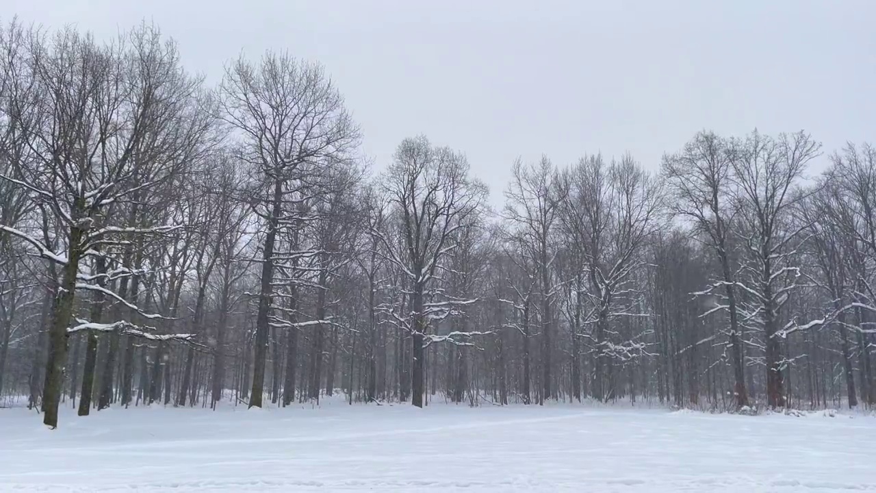 冬季森林景观背景视频素材