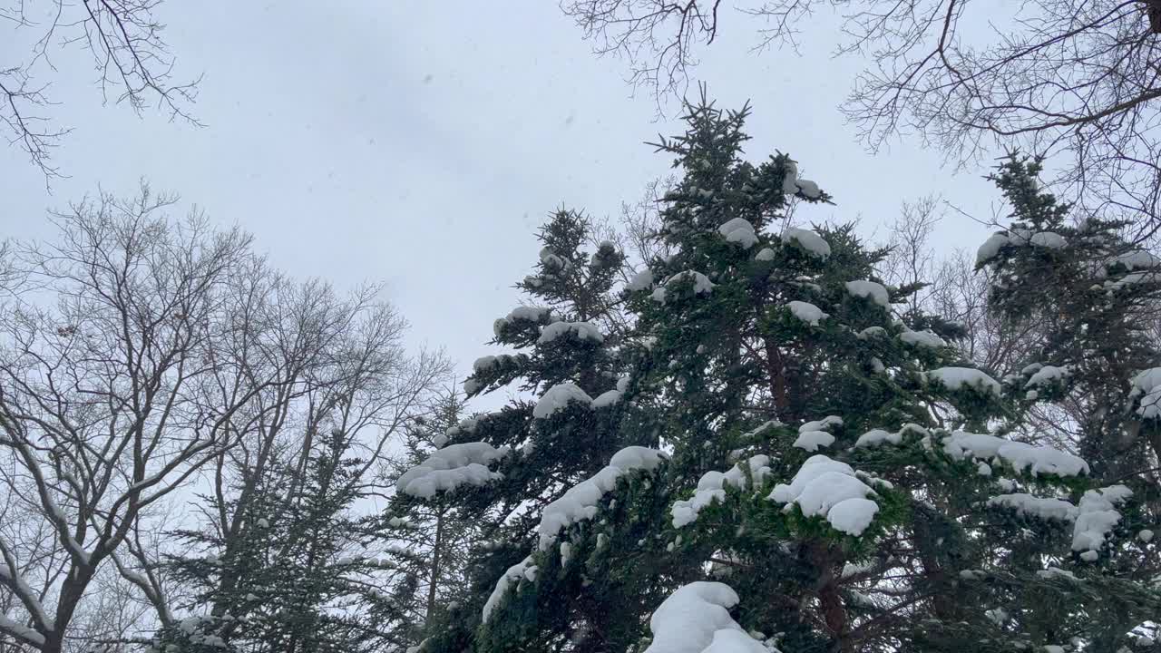 冬天的森林里，雪覆盖着冷杉树视频素材