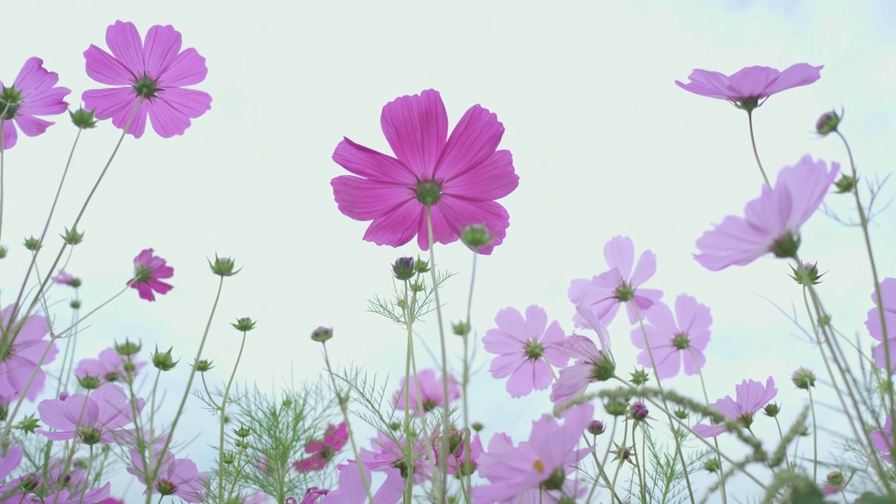 花粉红色的宇宙花园与无人机视频素材