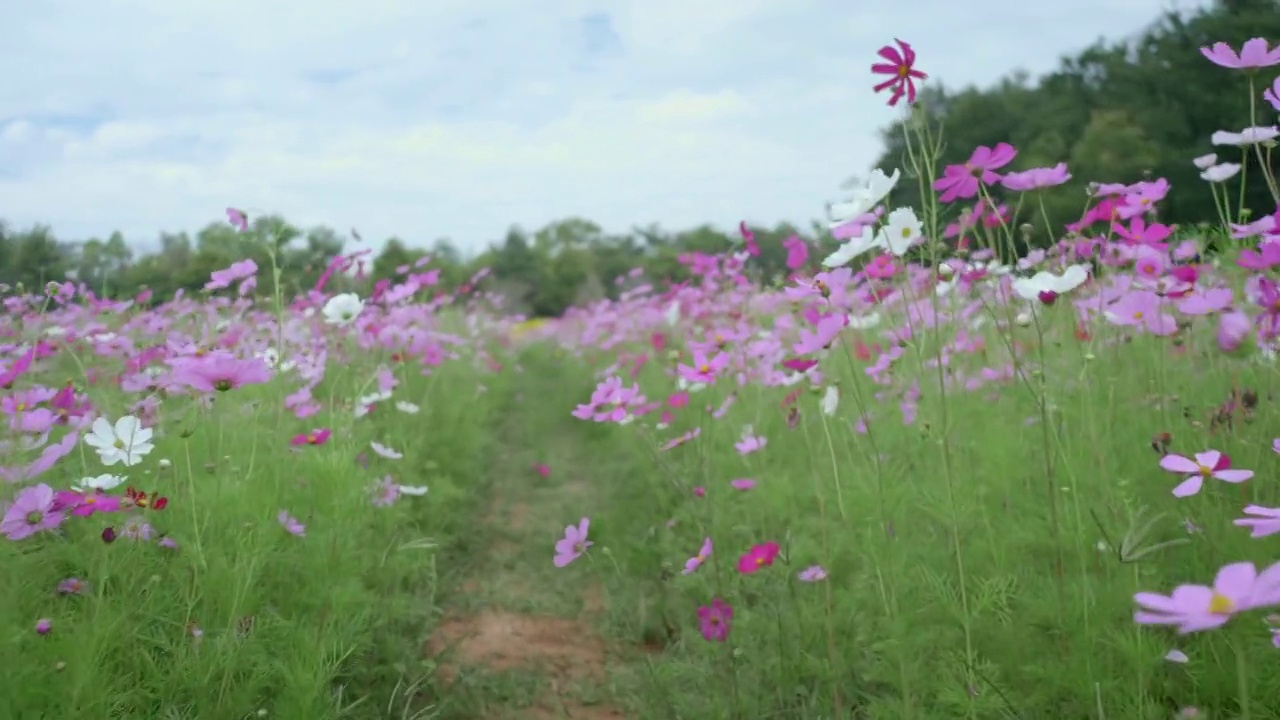 花粉红色的宇宙花园与无人机视频素材