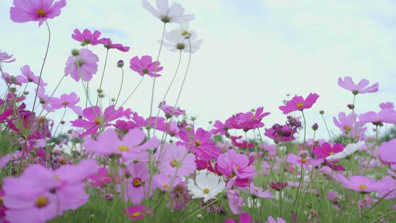 花粉红色的宇宙花园与无人机视频素材