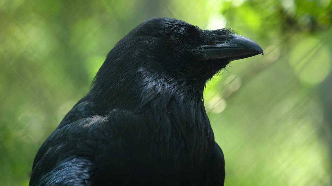 乌鸦(Corvus corax)，也被称为北方乌鸦，是一种大型的全黑色雀形目鸟类。它遍布北半球，是所有鸦科动物中分布最广的。视频素材