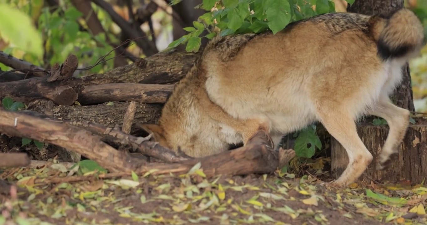 狼(Canis lupus)，又称灰狼，是犬科现存最大的成员。狼是狗家族中最大的野生成员。视频素材