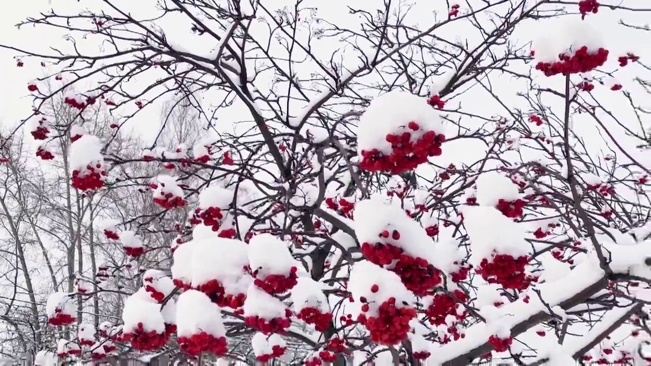 冬天雪下有红色浆果的花楸树枝。非城市景观。下雪。视频素材