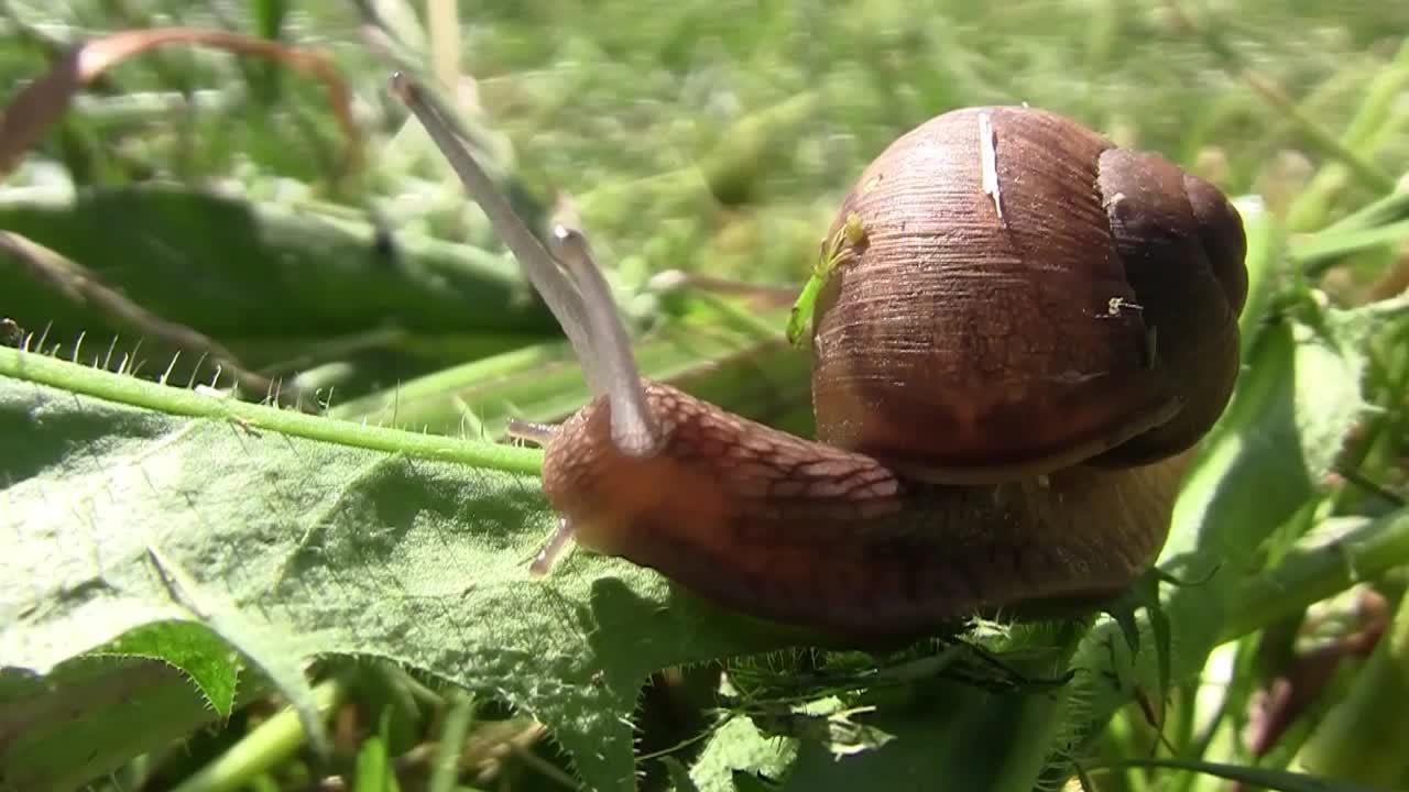 背上有壳的花园蜗牛在高高的草丛中爬行视频素材