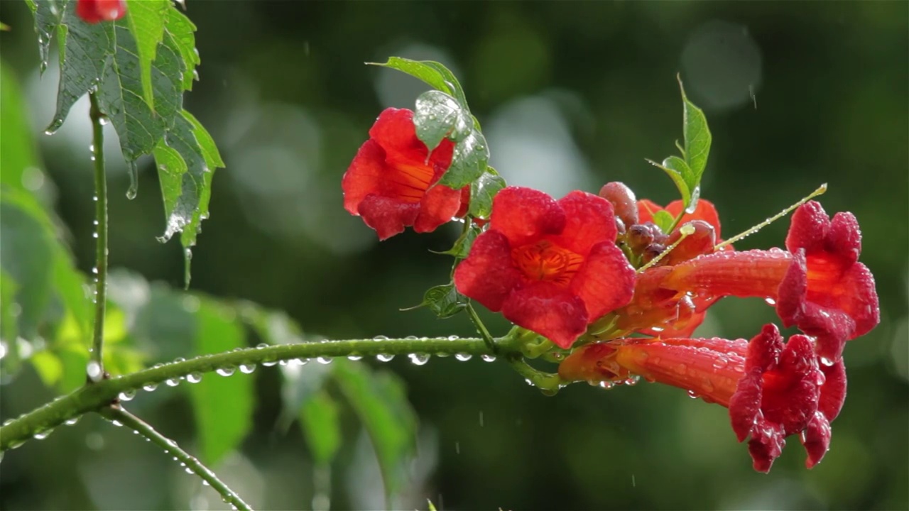 雨中的花06视频素材