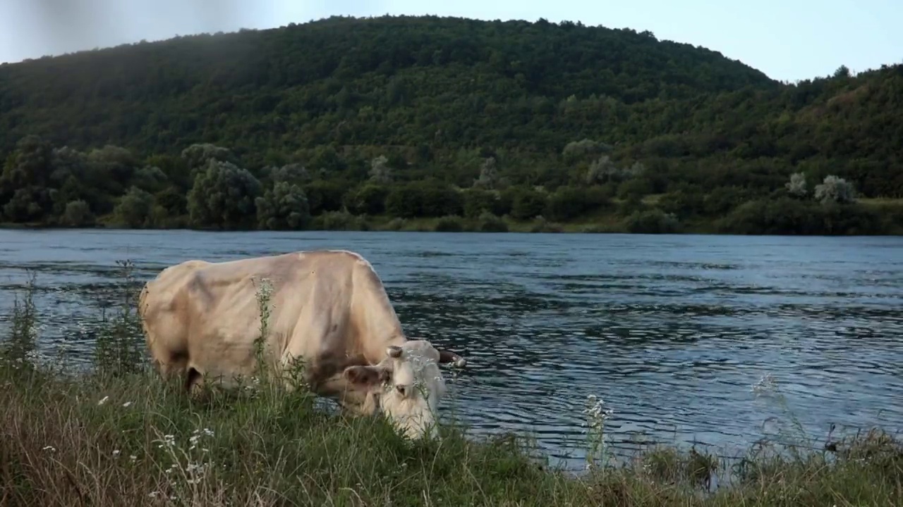 白牛在河岸上吃草，以水面为背景视频素材