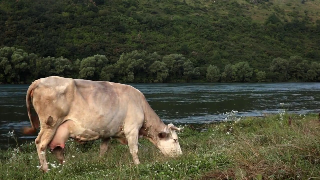 大乳房的白母牛在河边吃草和野花视频素材