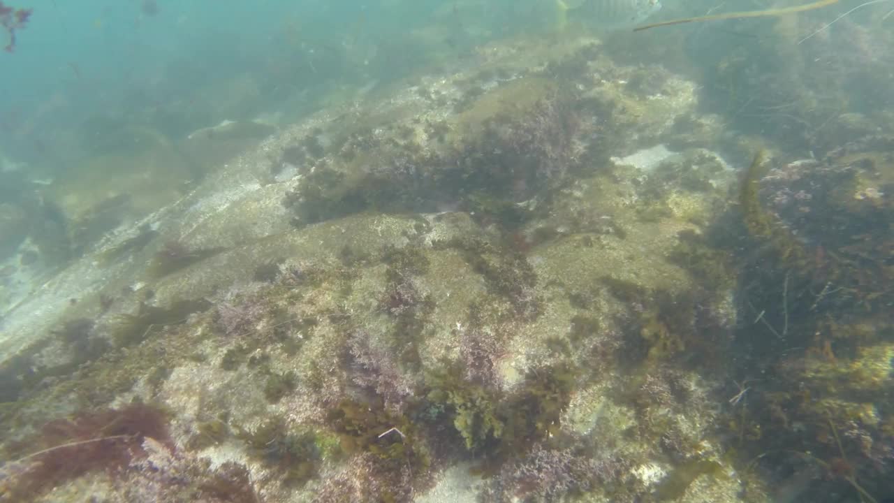 加里波第和海藻在水中/美国视频素材