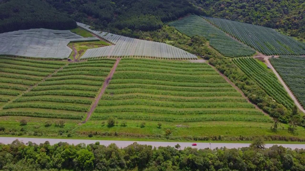 道路和苹果种植园视频素材