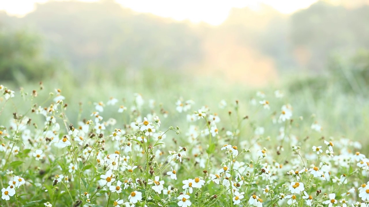 田野里的草花，视频素材