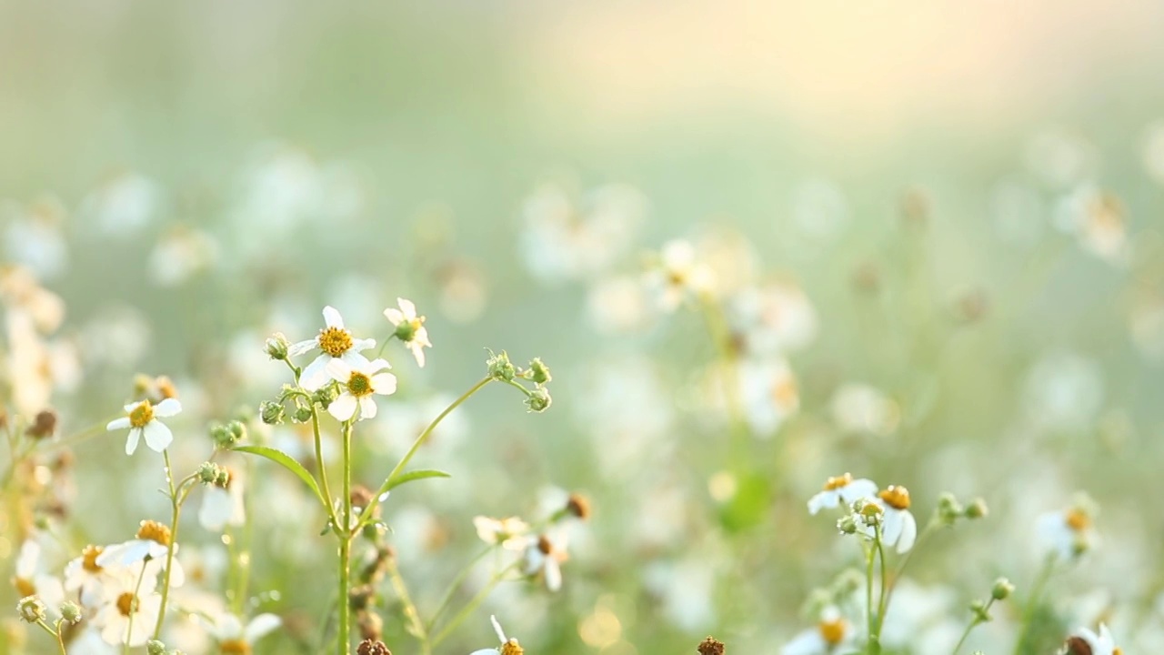 田野里的草花，视频素材