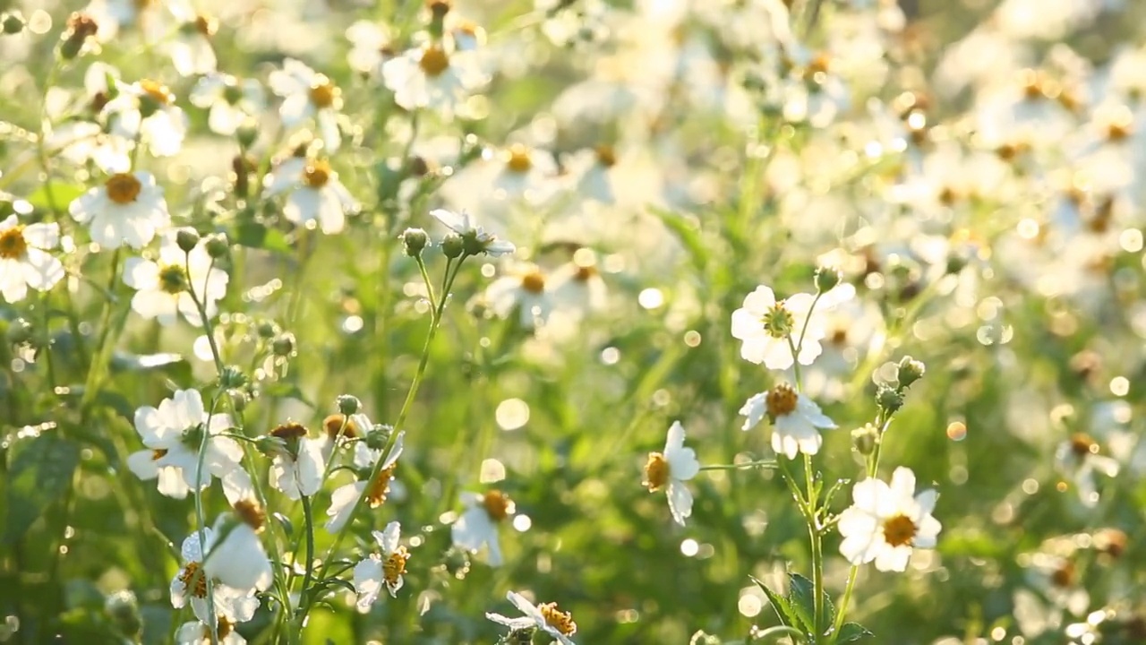 田野里的草花，视频素材