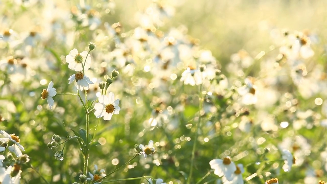 田野里的草花，视频素材