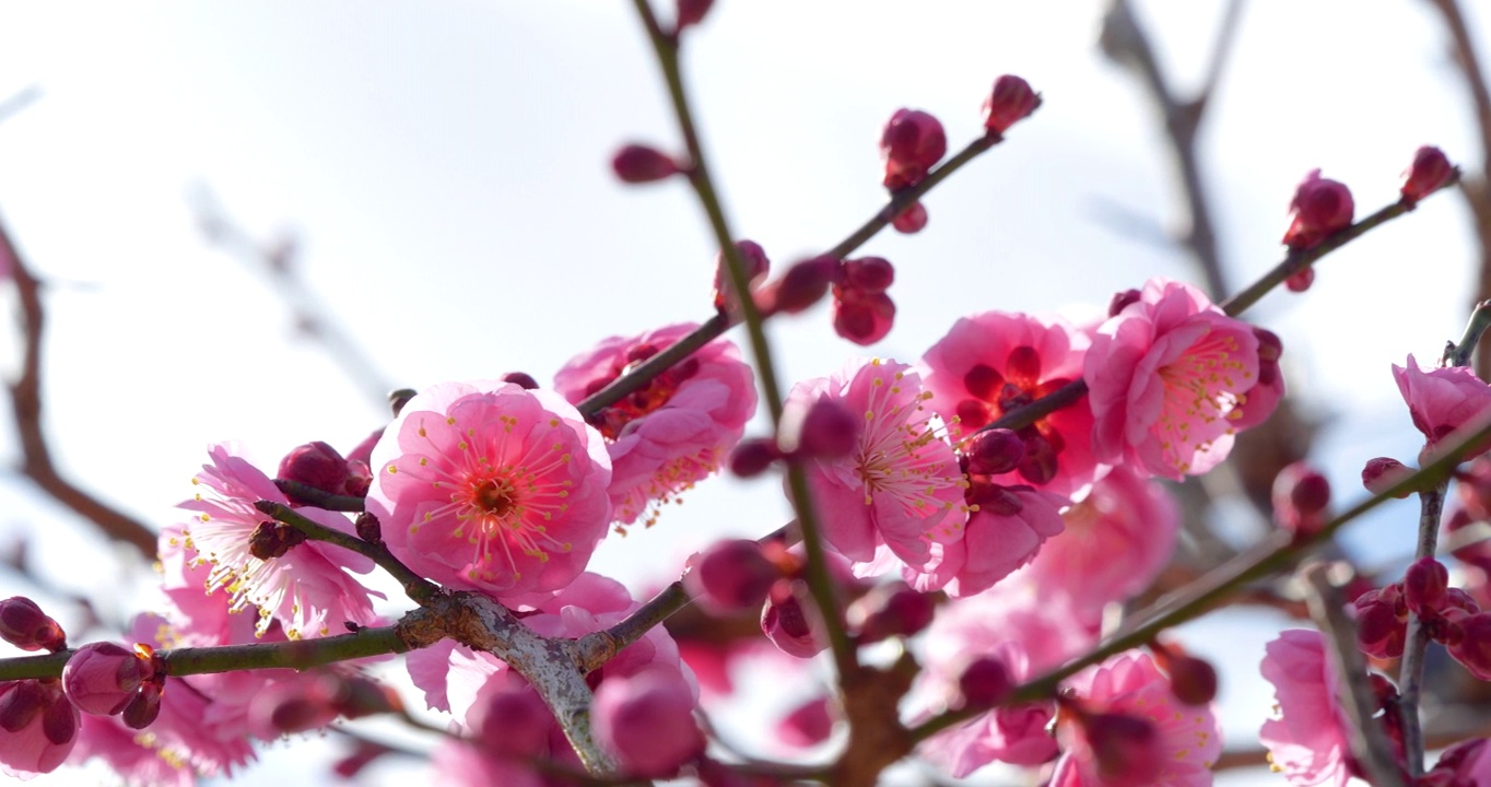 粉色的梅花。粉色的梅花绽放。视频素材