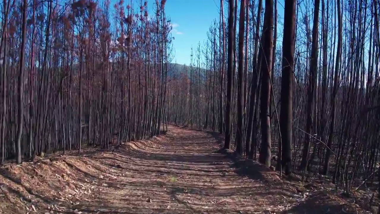 令人惊叹的电影跟踪镜头穿过燃烧的森林视频素材