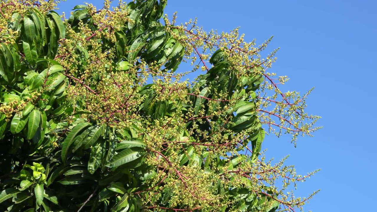 芒果花或芒果花束盛开在花园里的芒果树上。视频素材