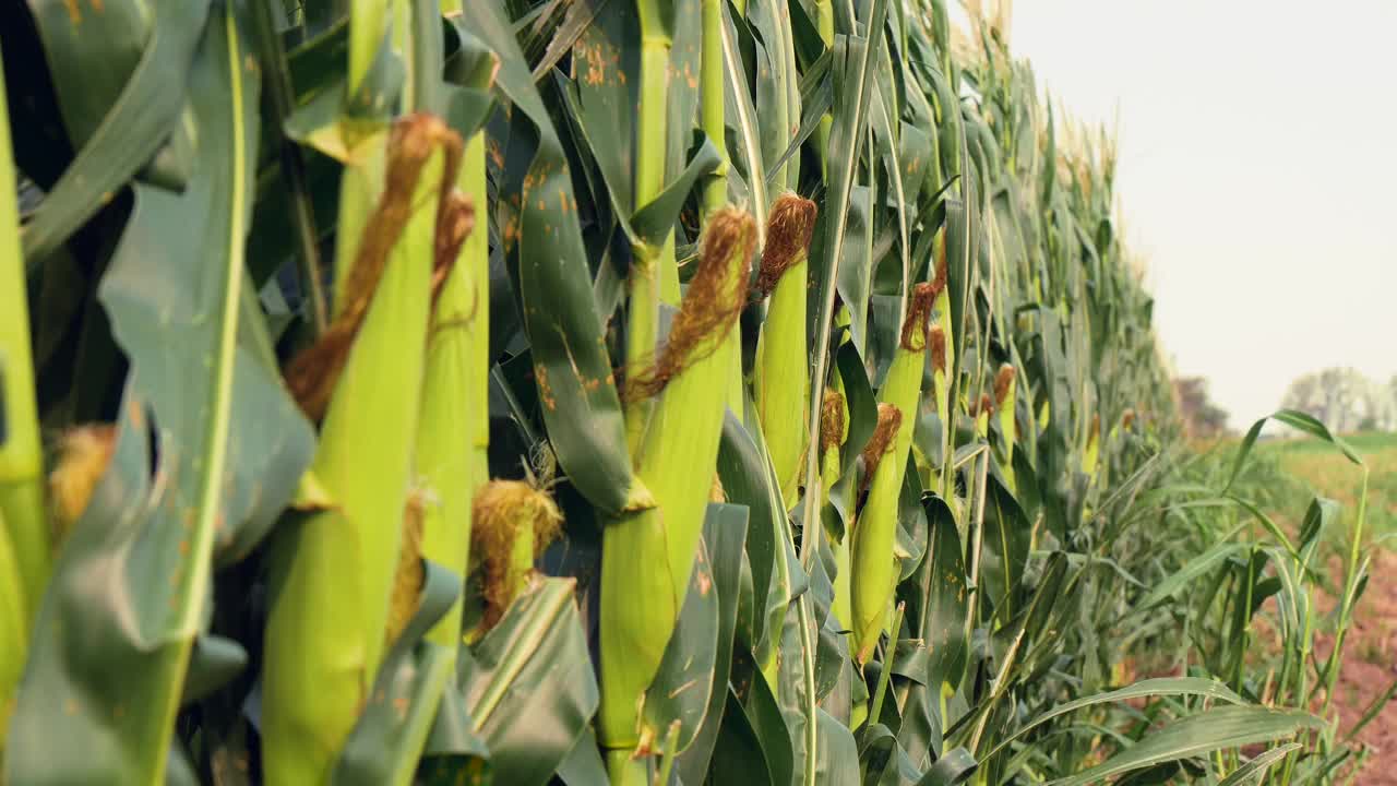 田野里玉米的茎和果实视频素材