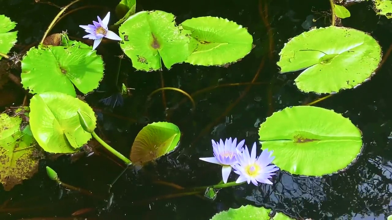 荷叶和荷花在湖水里视频素材