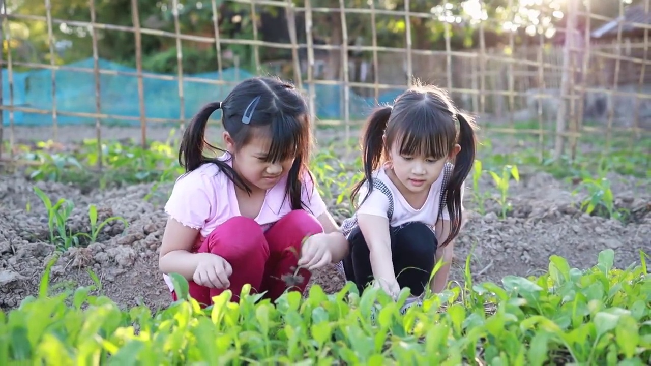 孩子们带着他们种植的植物在花园里玩耍和探索。环保园艺和可持续生活的概念，在家里种植自己的食物。视频下载