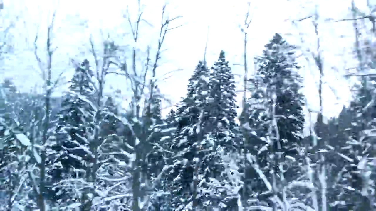 从车里的侧面看，雪山里的森林视频素材