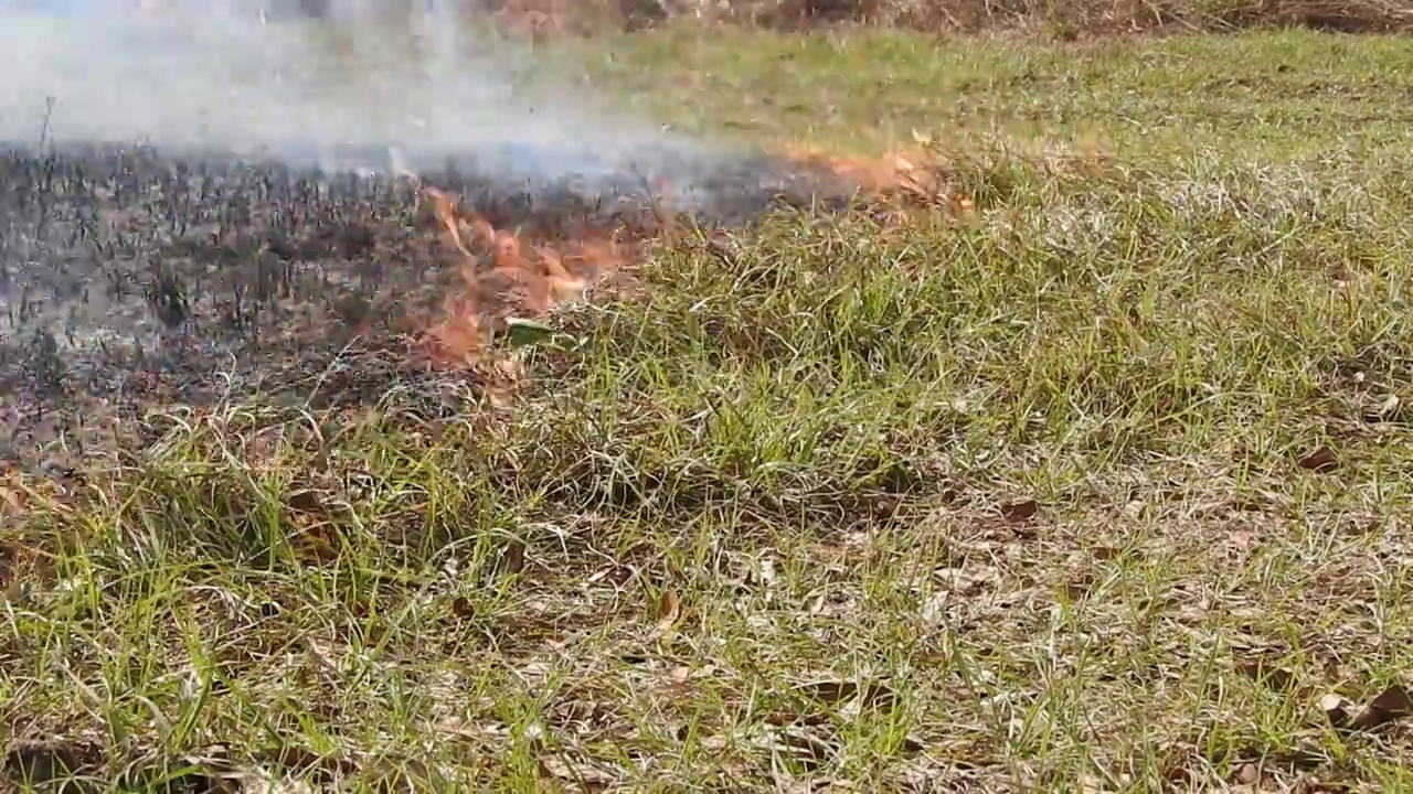 近距离的时间推移，低，缓慢移动的火焰通过草地视频素材