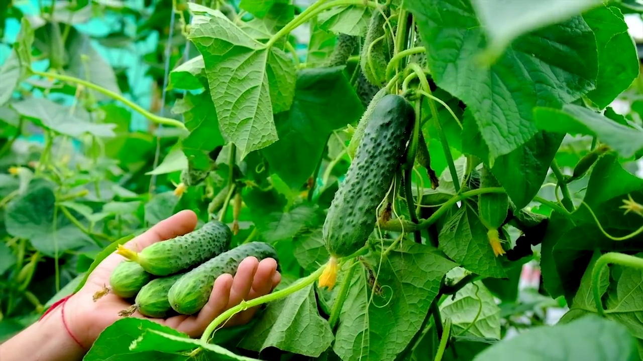 一个农民在温室里收获黄瓜。有选择性的重点。食物。视频素材