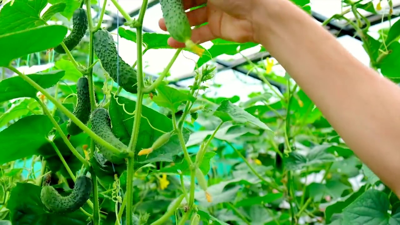 一个农民在温室里收获黄瓜。有选择性的重点。食物。视频素材