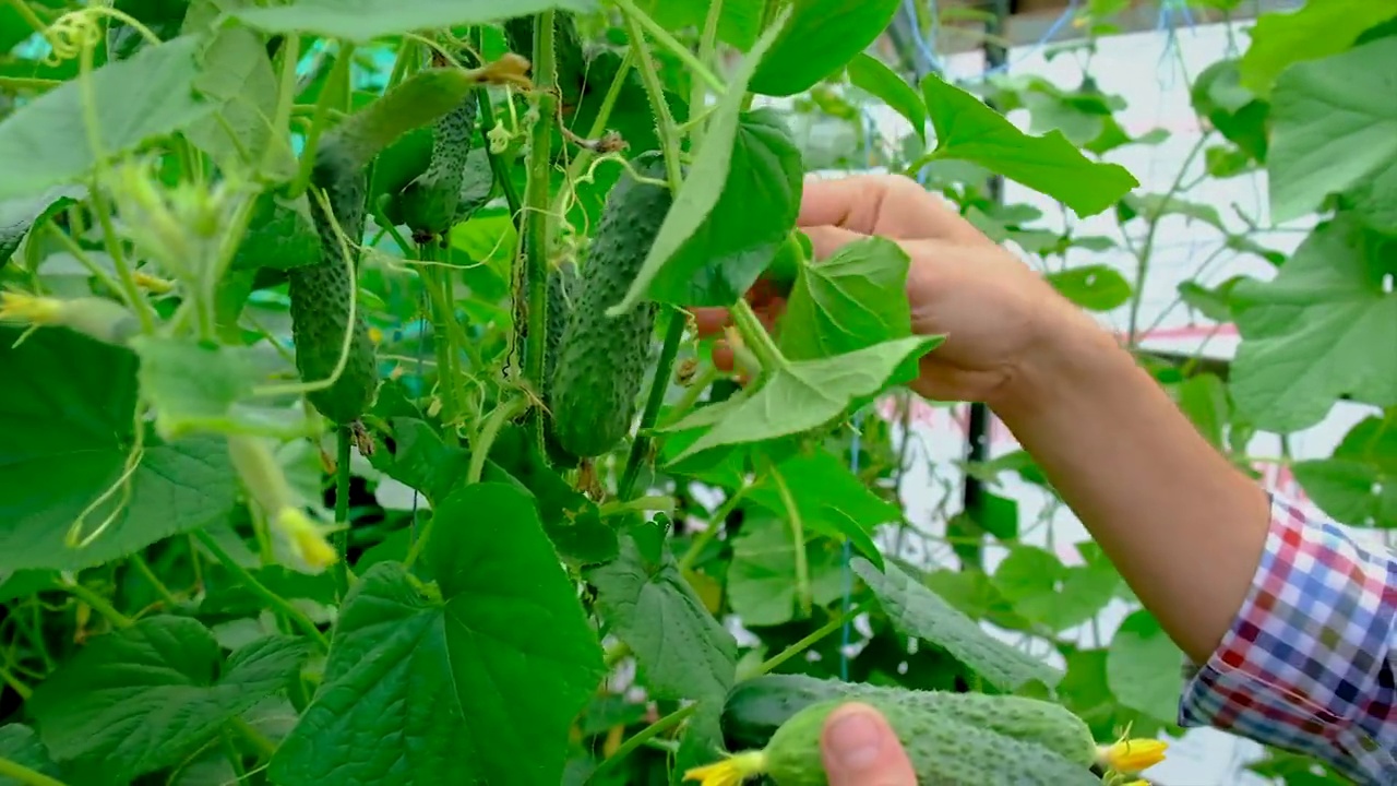 一个农民在温室里收获黄瓜。有选择性的重点。食物。视频素材