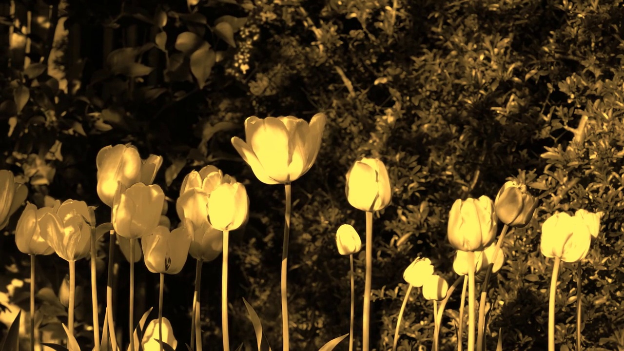 花园里的郁金香花呈黄色调视频素材