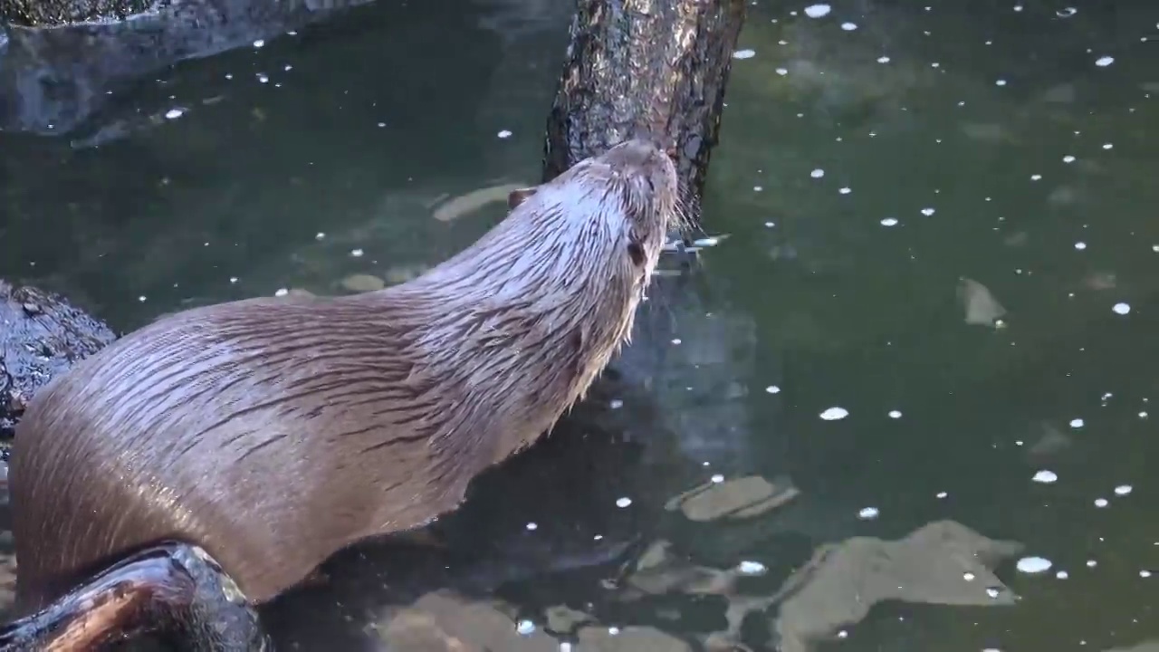 站在岩石上的欧洲水獭(水獭)视频素材