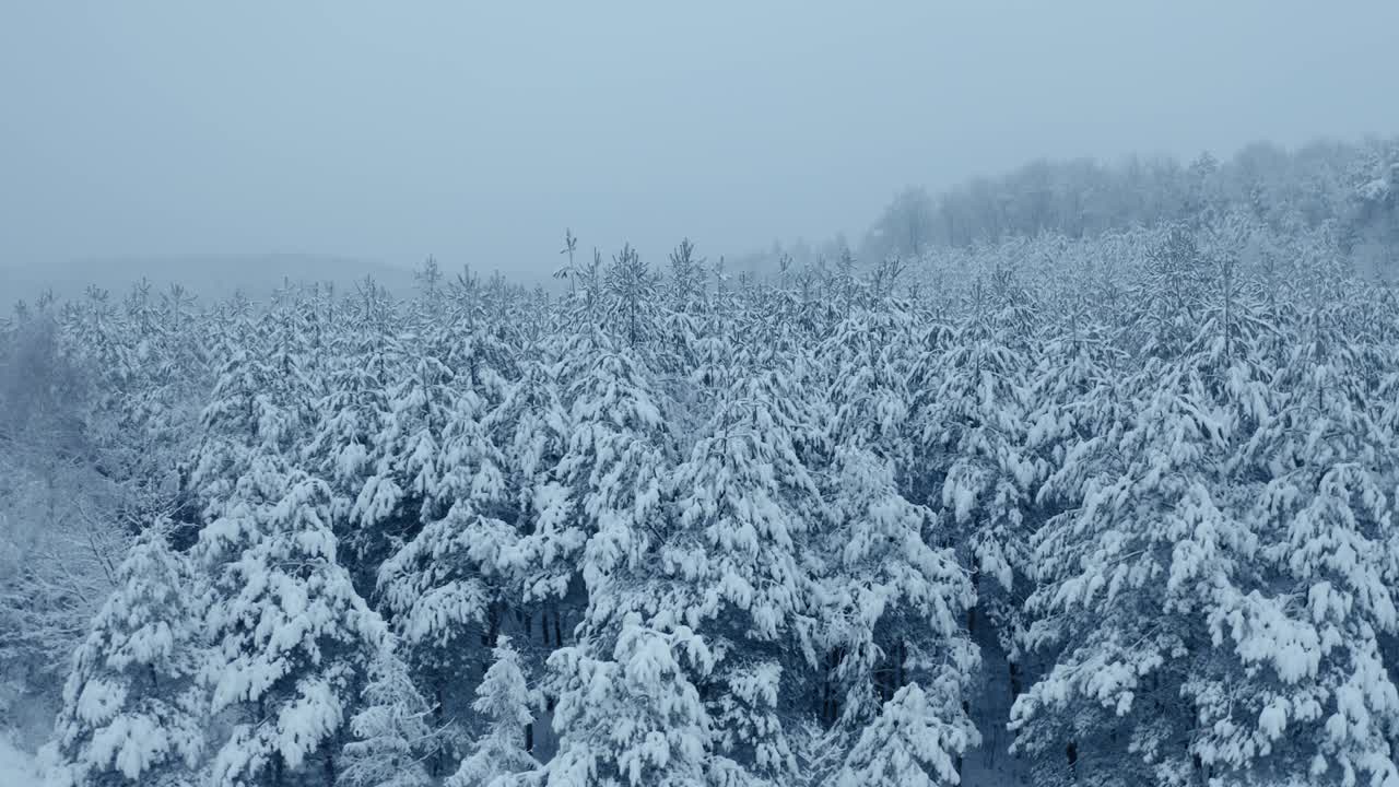 森林里的树木被雪覆盖，雾气缭绕，这是空中拍摄的冬季镜头视频素材