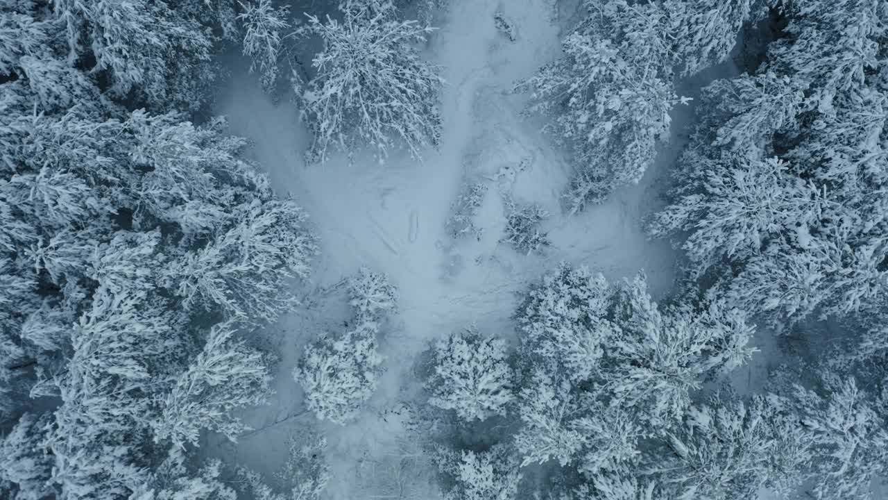 森林里的树木被雪覆盖，雾气缭绕，这是空中拍摄的冬季镜头视频素材