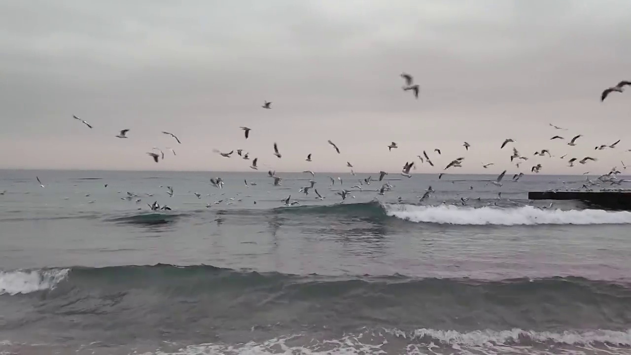 海滩上的海鸥视频下载