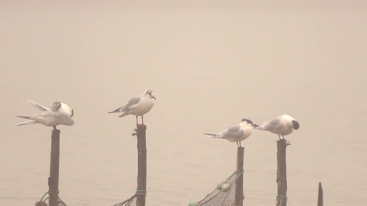 三文德燕鸥(Thalasseus sandvicensis)和黑头鸥(Chroicocephalus ridibundus)站在鱼网的木杆上视频素材