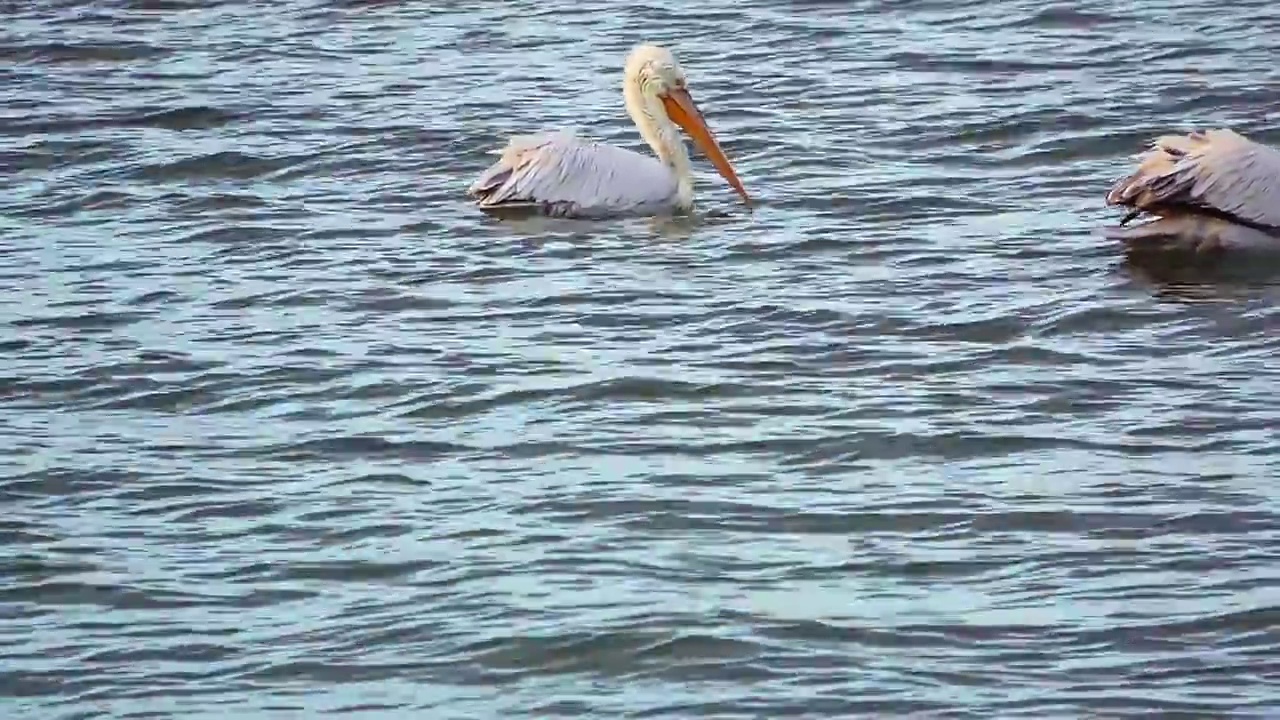 鹈鹕在海上漂浮视频素材