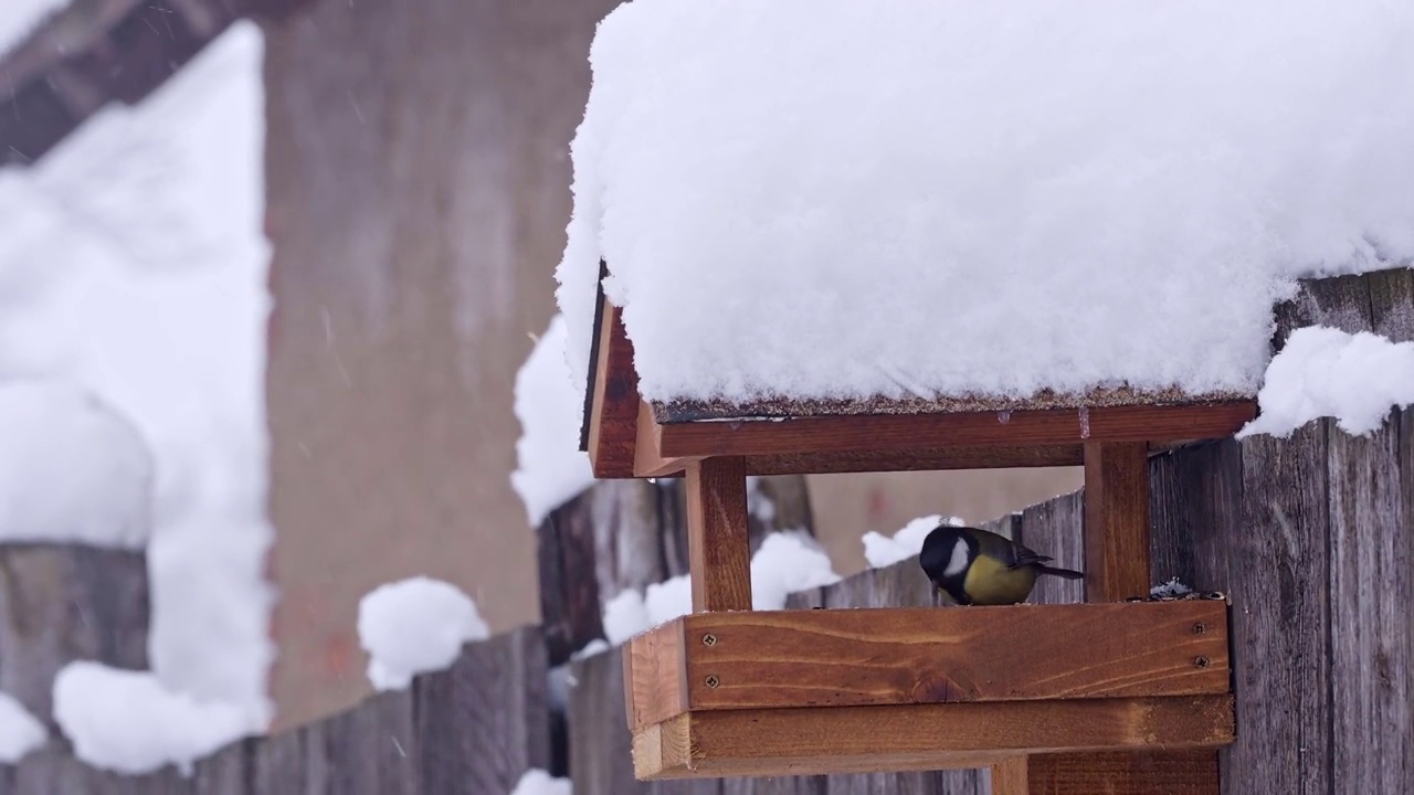 大山雀在冬天下雪的喂鸟器里吃葵花籽。冬日的花园。视频素材