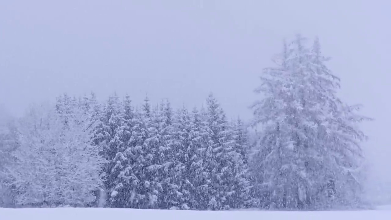 在森林的冬天，暴风雪使森林几乎看不见。森林中的冬季景观。视频素材