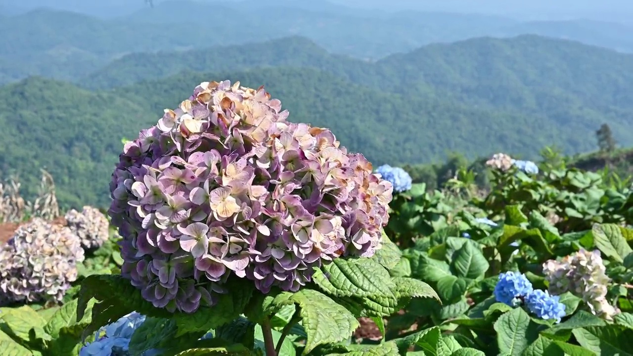 花园中盛开的绣球花。视频素材