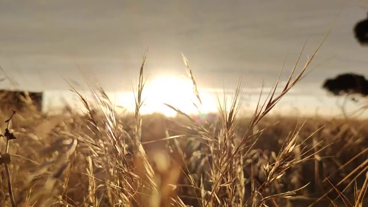 夕阳下，阳光穿过干燥的麦田视频素材