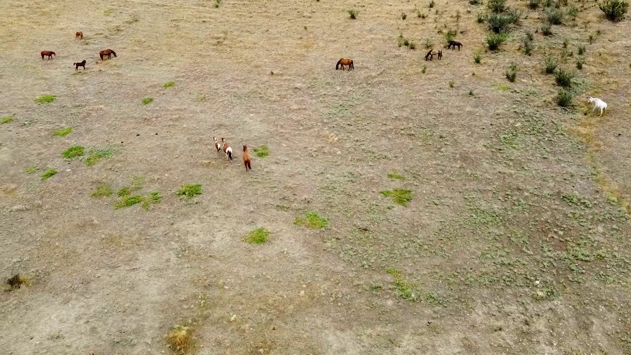 一群马群在田野里奔跑，马在草地上奔跑，夏日里棕绿色的骏马美丽驰骋。长宠物湾外视频素材