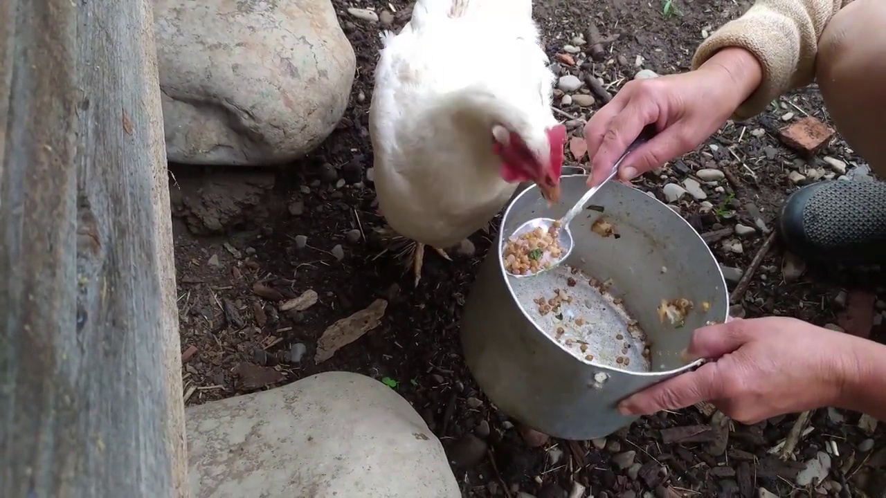 家禽养殖场饲养鸡和蛋，妇女喂鸡视频素材