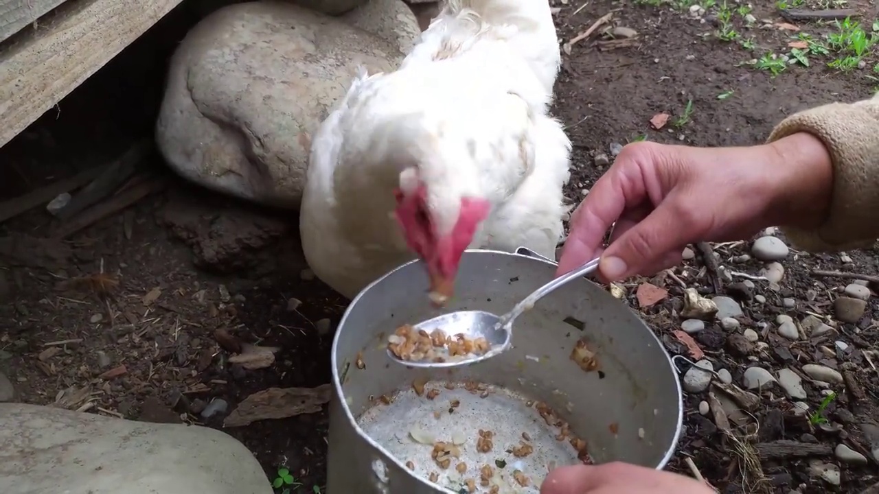 家禽养殖场饲养鸡和蛋，妇女喂鸡视频素材