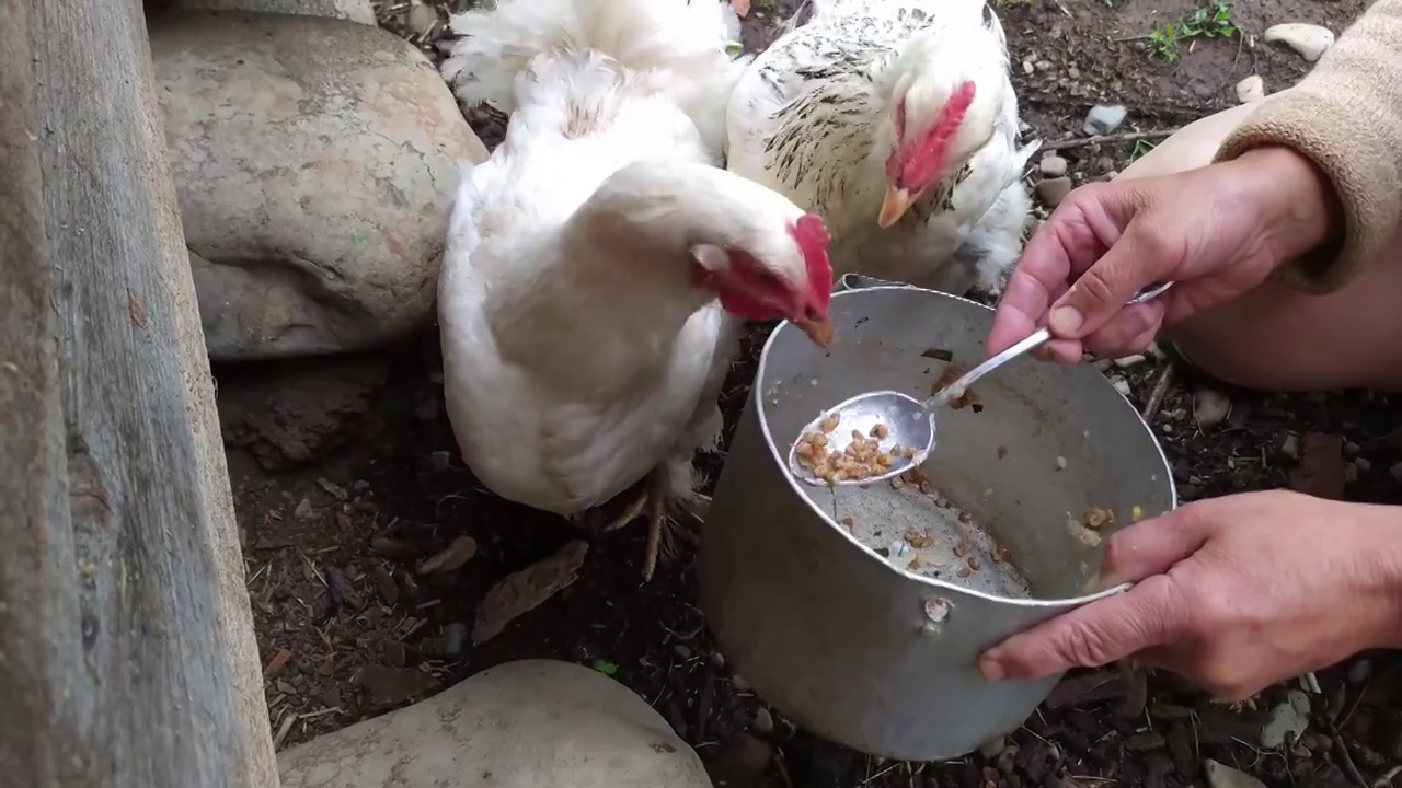 家禽养殖场饲养鸡和蛋，妇女喂鸡视频素材