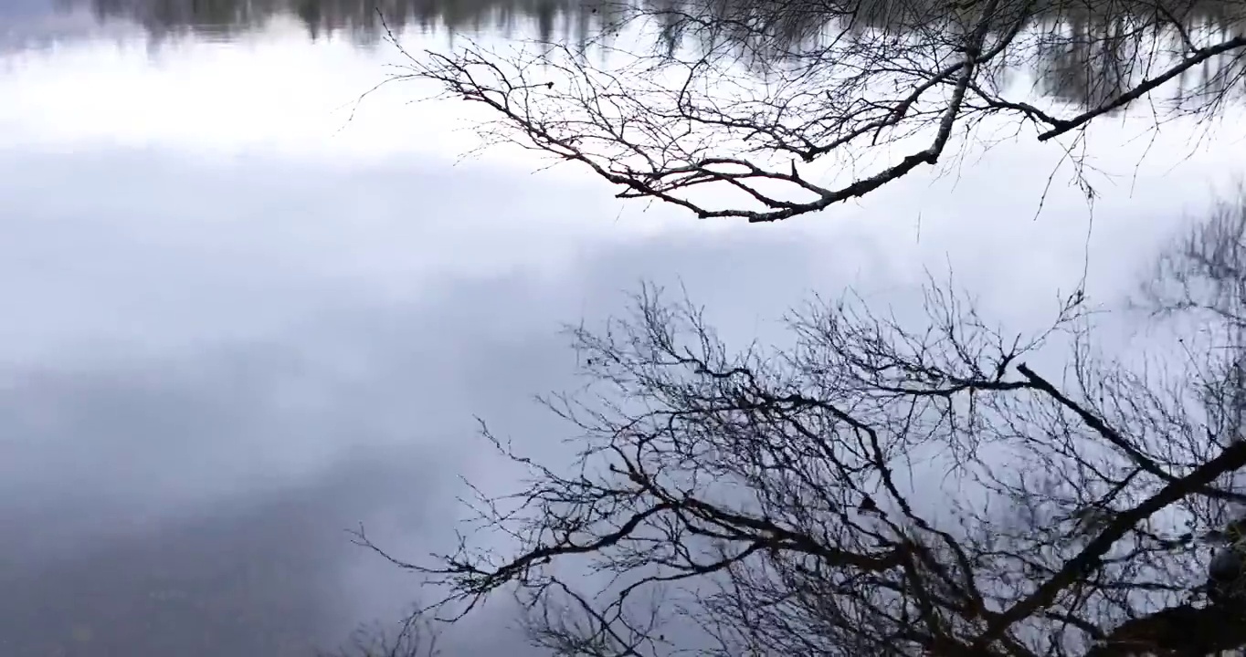 树枝上的剪影映在平静的水面上，用空间复制视频素材