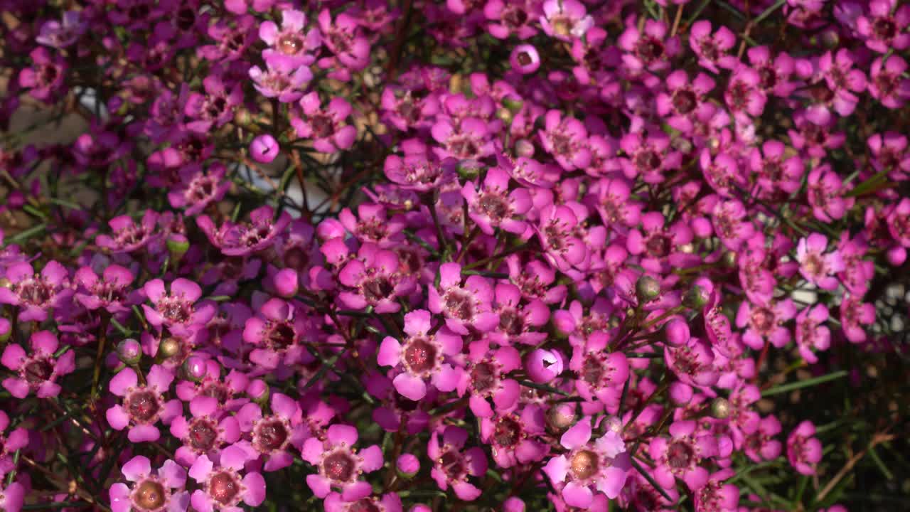 在花坛上种植蜡花视频素材