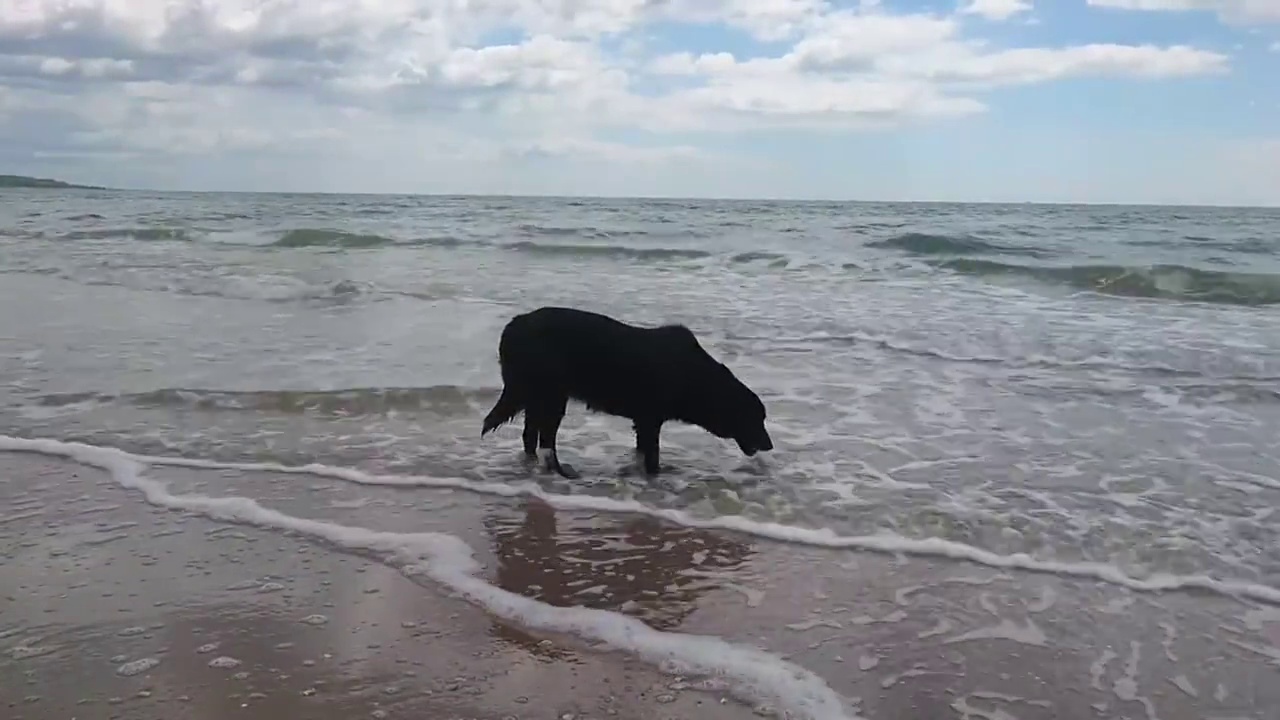 黑狗喝海中的水。自然景观，阳光明媚的日子里，美丽的大海和海浪。视频下载