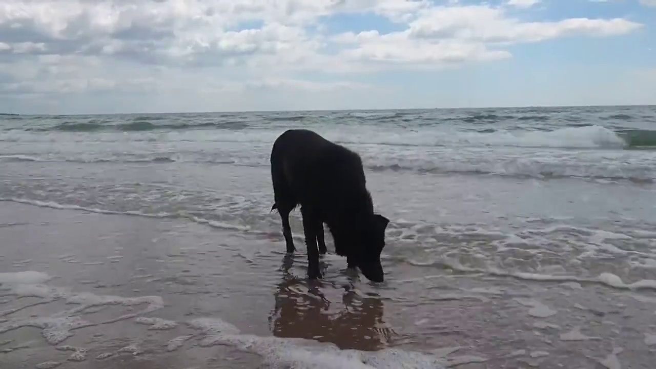 黑狗喝海中的水。自然景观，阳光明媚的日子里，美丽的大海和海浪。视频下载