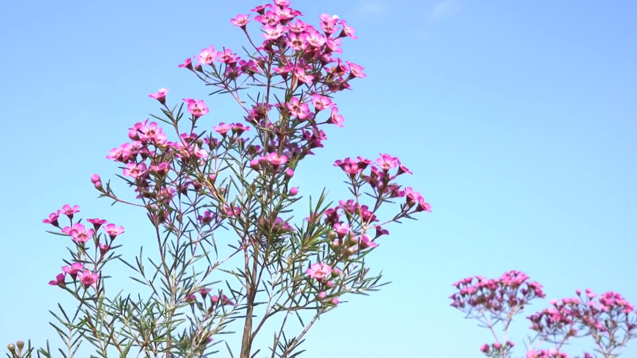 在花坛上种植蜡花视频素材